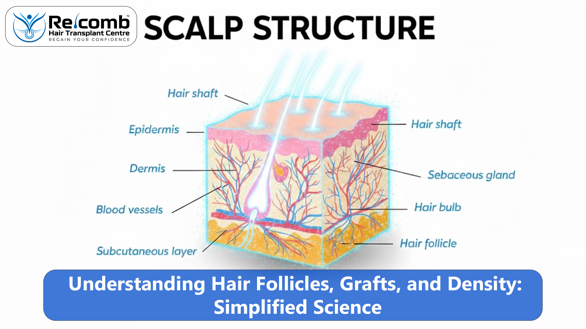 Understanding_Hair_Follicles_Grafts__and_Density_Simplified_Science